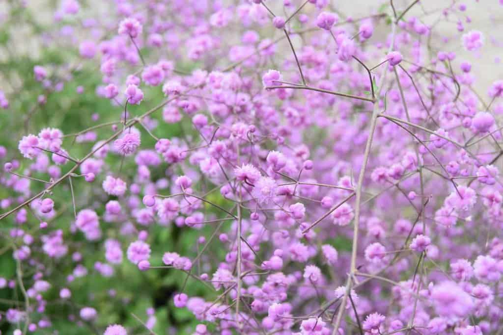 Thalictrum delavayi 'Hewitt's Double' ---